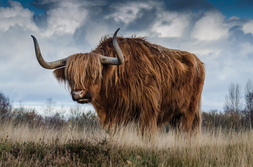 highland-cow